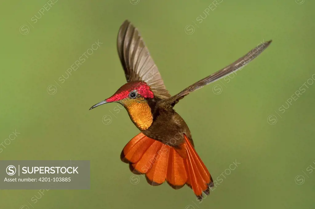 Ruby-topaz Hummingbird (Chrysolampis mosquitus) male hovering, Trinidad and Tobago