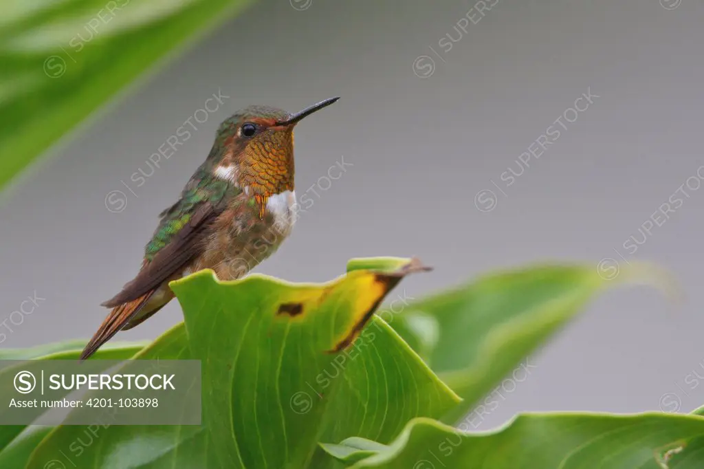 Scintillant Hummingbird (Selasphorus scintilla) male, Costa Rica