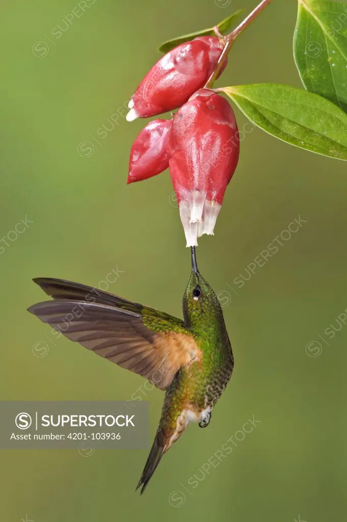 Buff-tailed Coronet (Boissonneaua flavescens) feeding on nectar, Ecuador