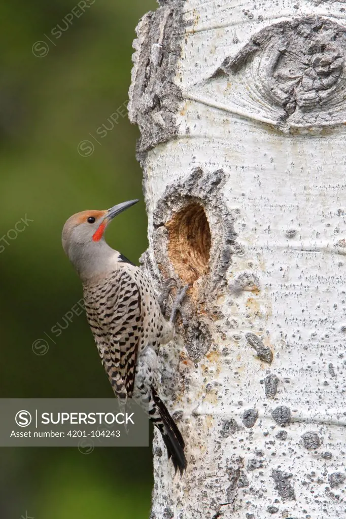 Northern Flicker (Colaptes auratus) male at nest hole, British Columbia, Canada