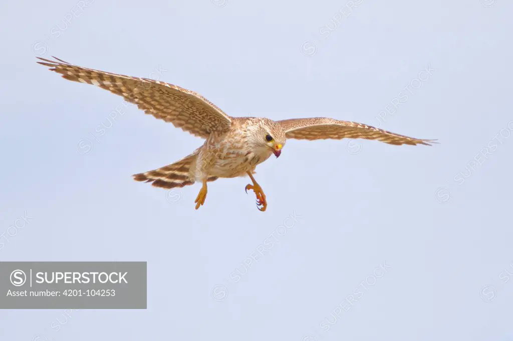 Merlin (Falco columbarius), Alberta, Canada