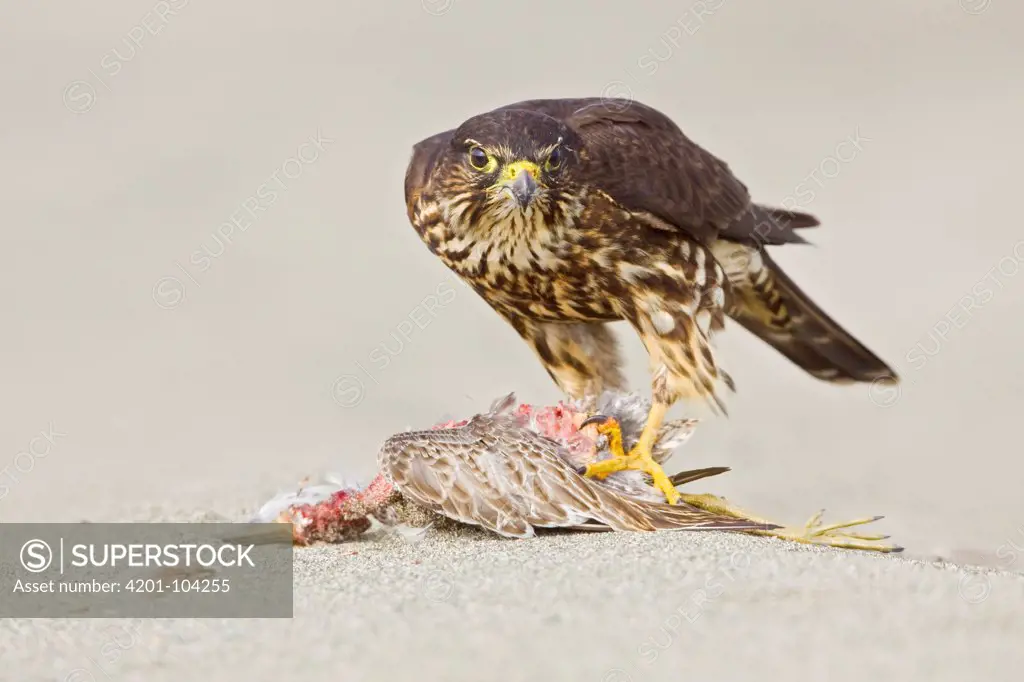 Merlin (Falco columbarius) on raptor prey, Washington