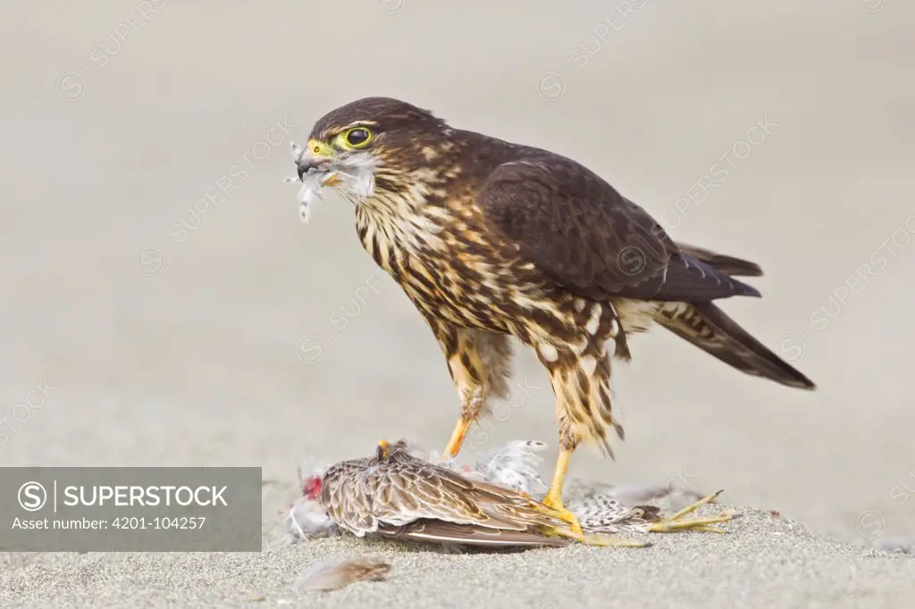 Merlin (Falco columbarius) on shorebird prey, Washington