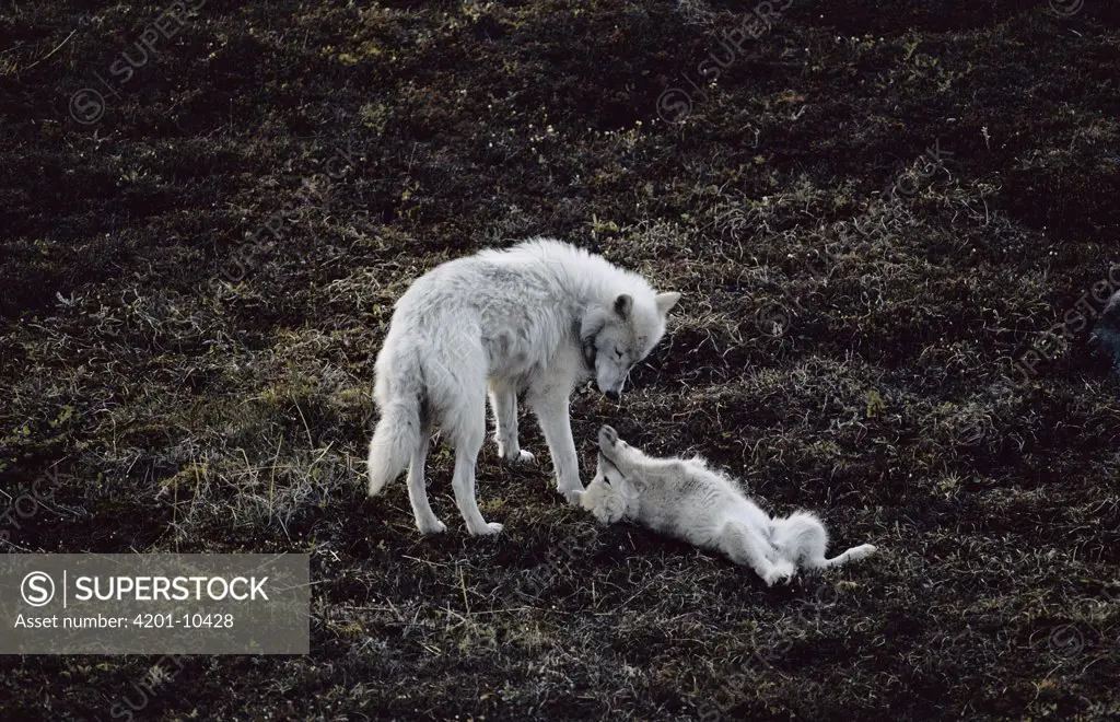 Arctic Wolf (Canis lupus) mother with playful pup, Ellesmere Island, Nunavut, Canada