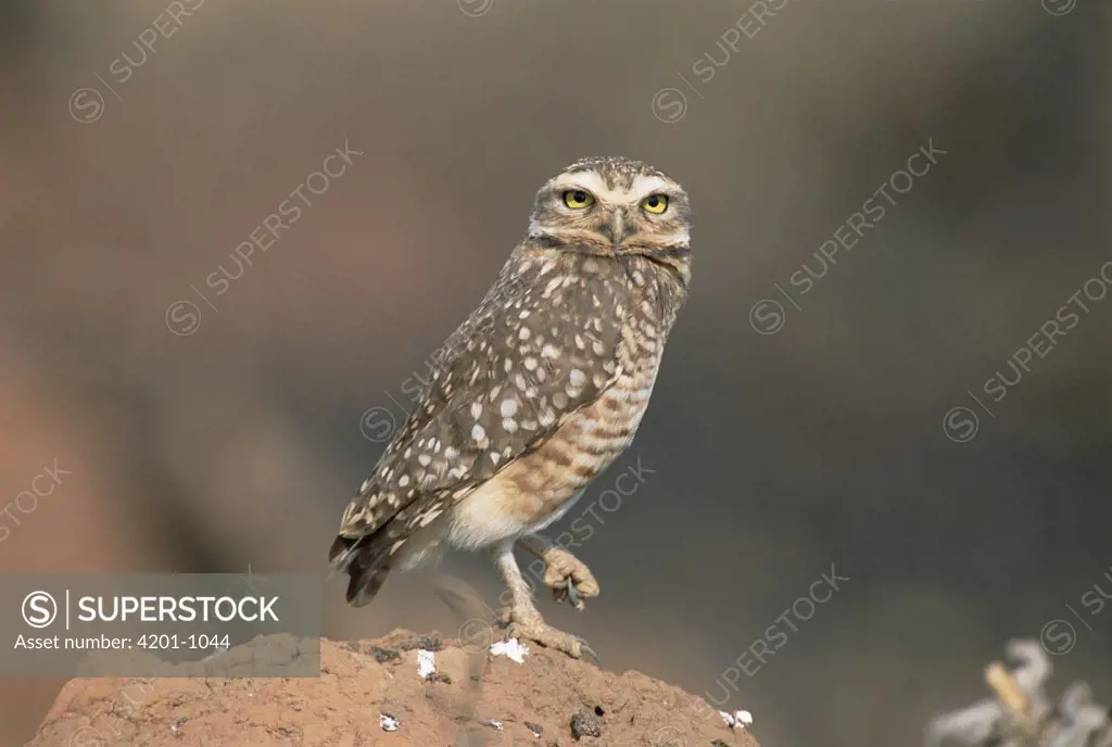 Burrowing Owl (Athene cunicularia) perched on termite mound in typical Cerrado habitat, Emas National Park, Brazil