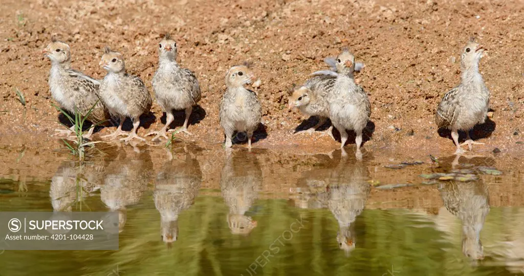 Gambel's Quail (Callipepla gambelii) chicks at river bank, Arizona