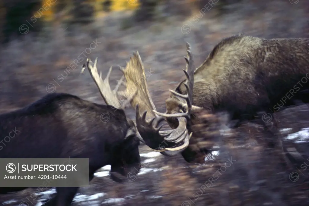 Moose (Alces americanus) bulls fighting, Alaska