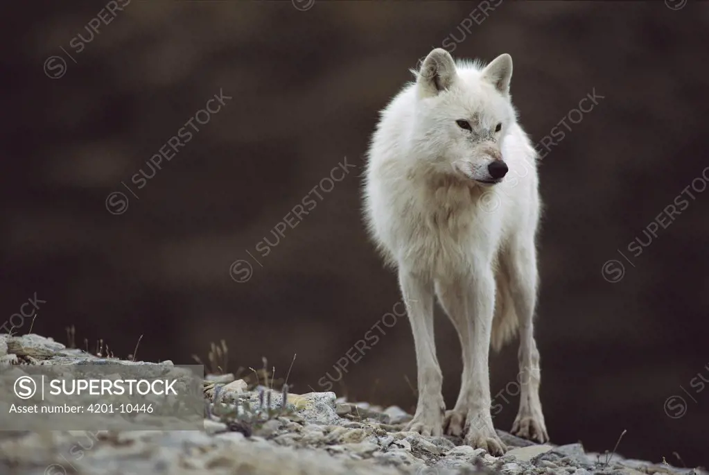 Arctic Wolf (Canis lupus) alpha male named Buster near den site, Ellesmere Island, Nunavut, Canada
