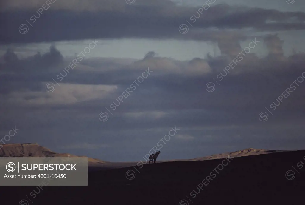 Arctic Wolf (Canis lupus) howling beneath the arctic sky, Ellesmere Island, Nunavut, Canada