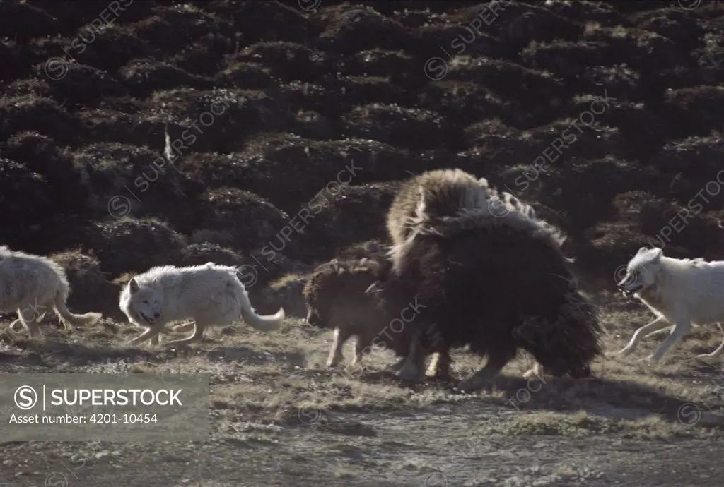 Arctic Wolf (Canis lupus) pack hunting baby Muskox (Ovibos moschatus), Ellesmere Island, Nunavut, Canada