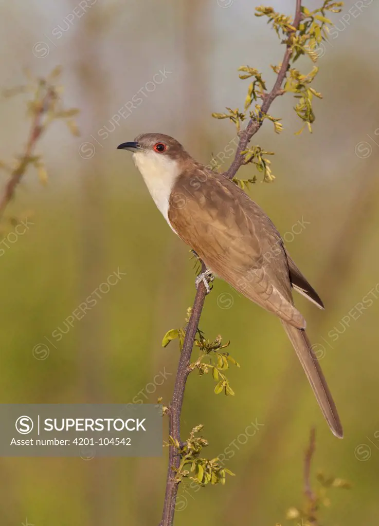Black-billed Cuckoo (Coccyzus erythropthalmus), Ohio