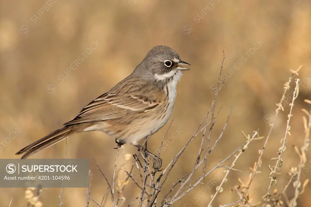 Sage Sparrow (Amphispiza belli), New Mexico