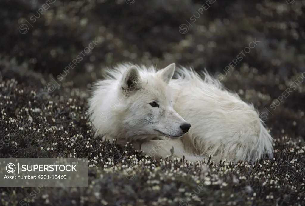 Arctic Wolf (Canis lupus) juvenile male named Scruffy curled up on flowering tundra, Ellesmere Island, Nunavut, Canada