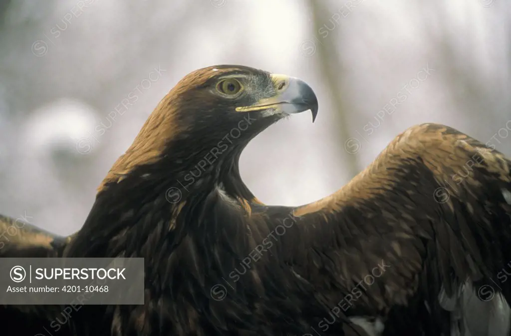 Golden Eagle (Aquila chrysaetos) portrait with wings spread, North America