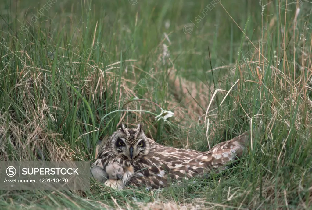 Short-eared Owl (Asio flammeus) at nest with chick, Alaska