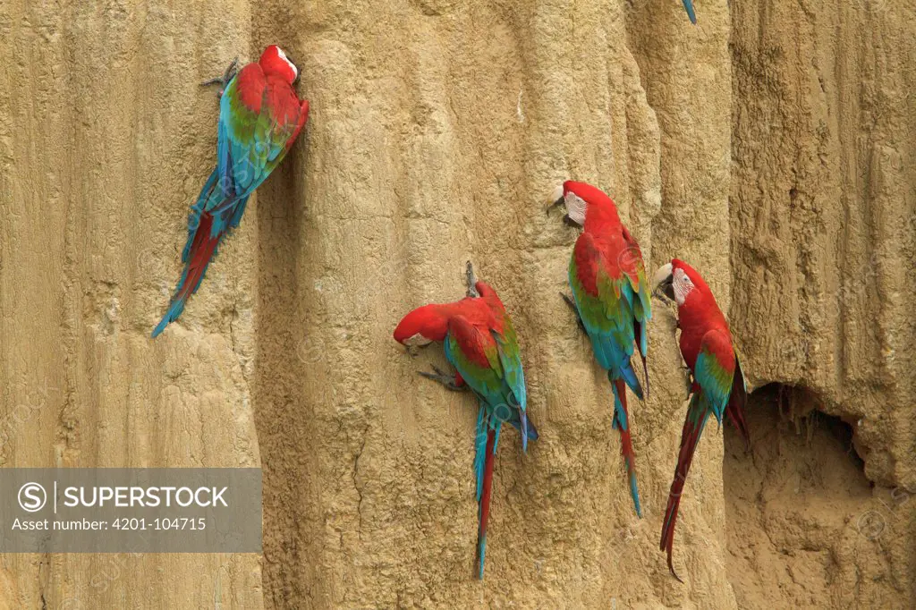 Red and Green Macaw (Ara chloroptera) group foraging for minerals at clay lick, Manu National Park, Peru