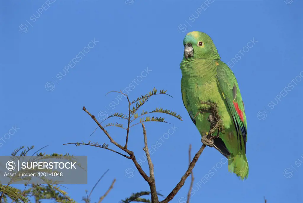 Blue-fronted Parrot (Amazona aestiva) amongst treetops in Cerrado habitat, Emas National Park, Brazil