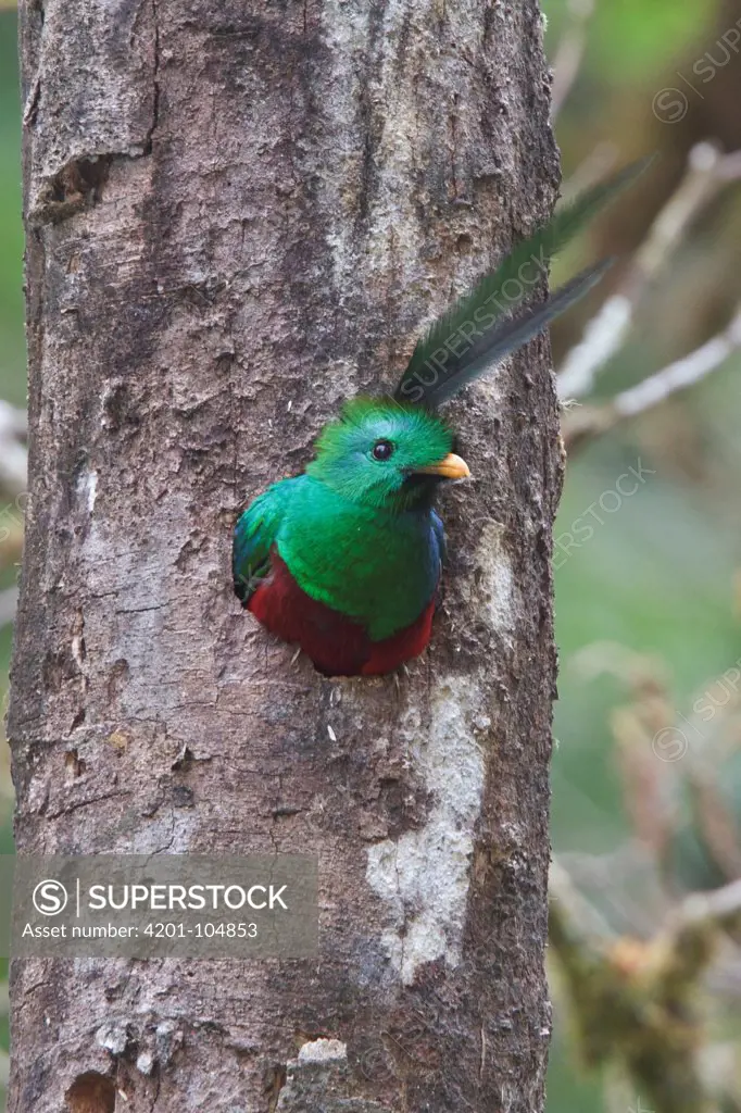 Resplendent Quetzal (Pharomachrus mocinno) male in nest hole, Costa Rica