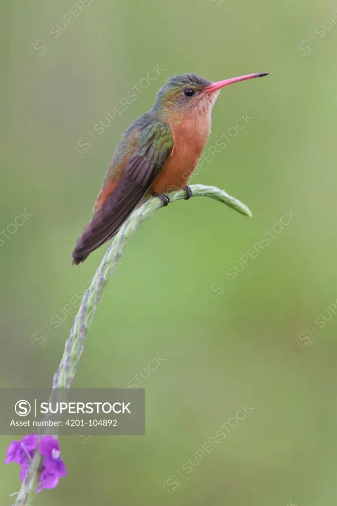 Cinnamon Hummingbird (Amazilia rutila), Costa Rica