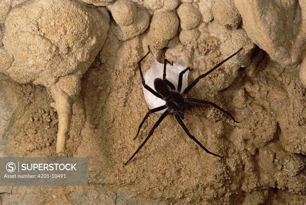 Cave Tarantula with egg sac, Mexico