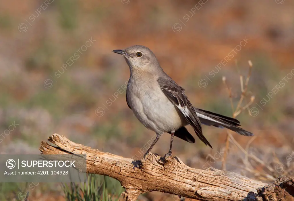 Northern Mockingbird (Mimus polyglottos), New Mexico