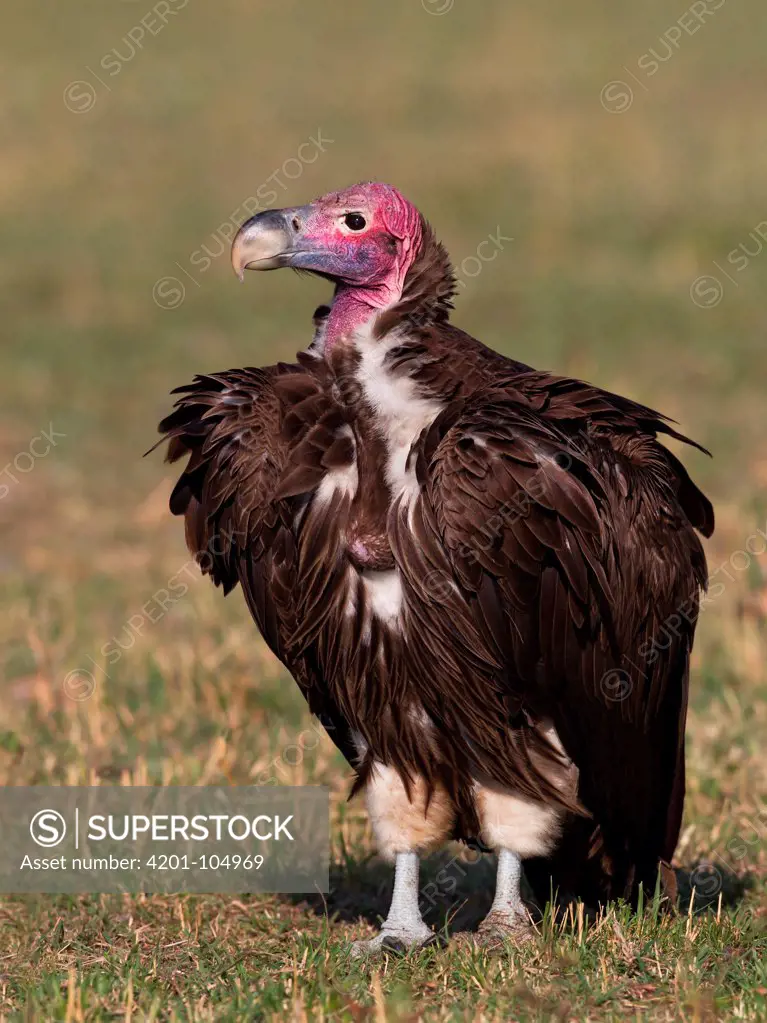 Lappet-faced Vulture (Torgos tracheliotus), Masai Mara, Kenya