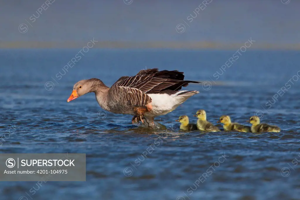 Greylag Goose (Anser anser) with chicks, Texel, Netherlands