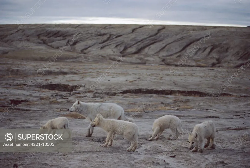 Arctic Wolf (Canis lupus) adult with four pups, Ellesmere Island, Nunavut, Canada