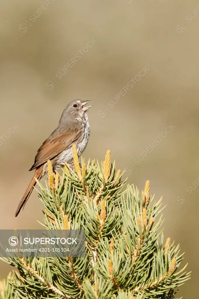 Thick-billed Fox Sparrow (Passerella iliaca megarhyncha) singing, Mono County, California