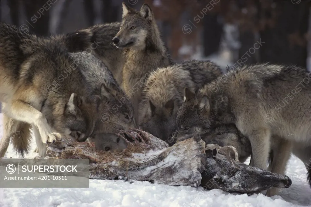 Timber Wolf (Canis lupus) pack feeding on deer carcass, Minnesota