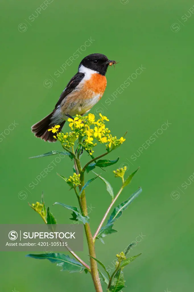European Stonechat (Saxicola rubicola) male carrying insect prey, Rhineland-Palatinate, Germany