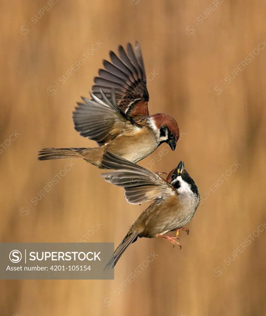 Eurasian Tree Sparrow (Passer montanus) males fighting in flight, Utrecht, Netherlands