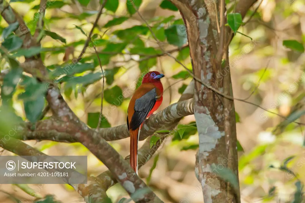 Red-headed Trogon (Harpactes erythrocephalus) male, Khao Yai National Park, Thailand