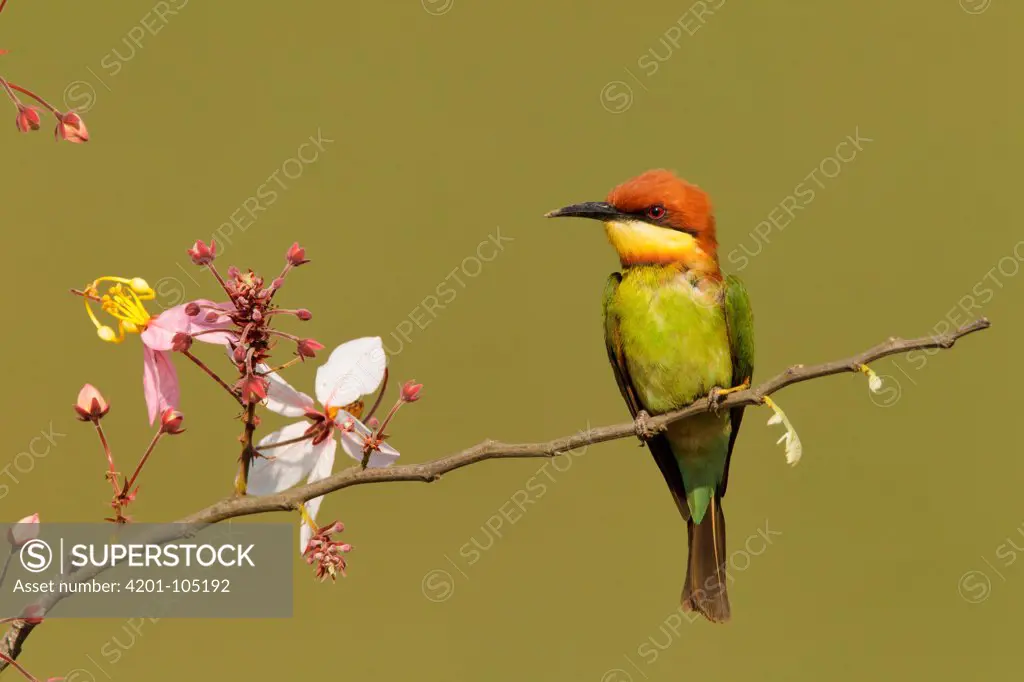 Chestnut-headed Bee-eater (Merops leschenaulti), Khao Yai National Park, Thailand