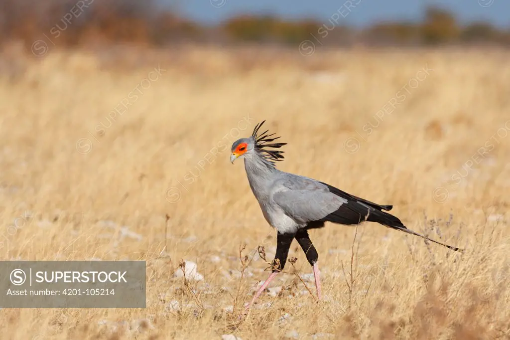 Secretary Bird (Sagittarius serpentarius), Etosha Nationalpark, Oshikoto, Namibia