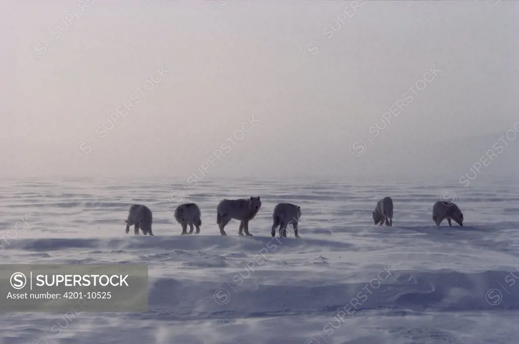 Arctic Wolf (Canis lupus) pack of six on wind-swept ice, Ellesmere Island, Nunavut, Canada