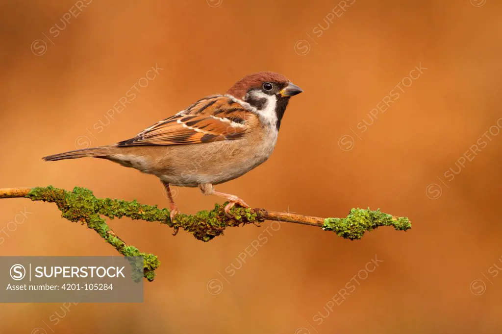 Eurasian Tree Sparrow (Passer montanus) male, Utrecht, Netherlands