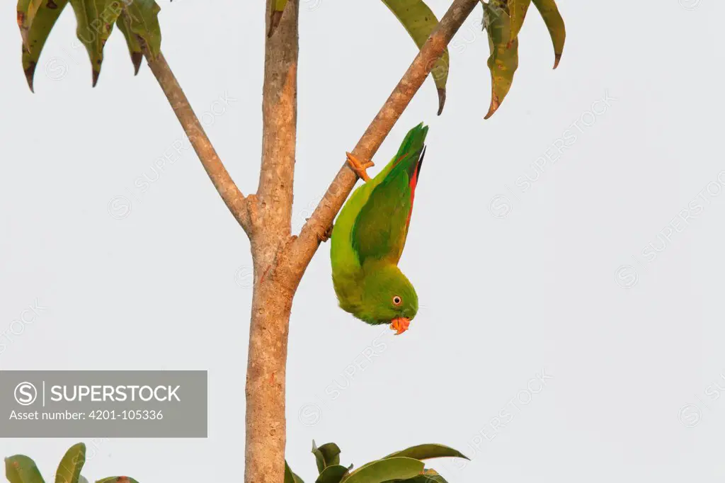 Vernal Hanging-Parrot (Loriculus vernalis), Kaeng Krachan, Thailand