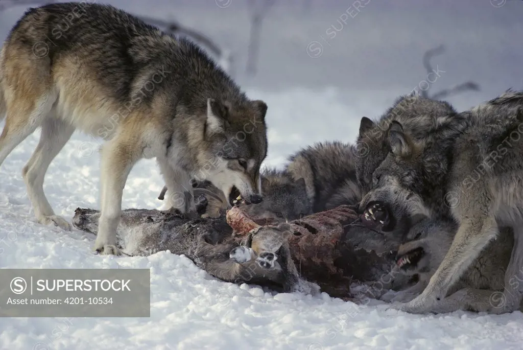 Timber Wolf (Canis lupus) pack feeding on White-tailed Deer (Odocoileus virginianus) carcass, Minnesota