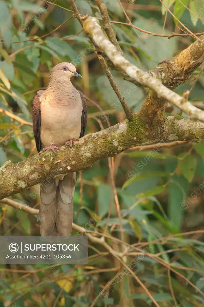 Barred Cuckoo-Dove (Macropygia unchall), Khao Yai National Park, Thailand