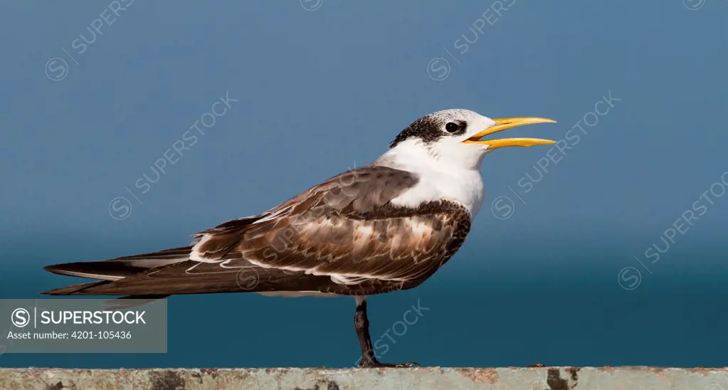 Greater Crested Tern (Thalasseus bergii), Oman