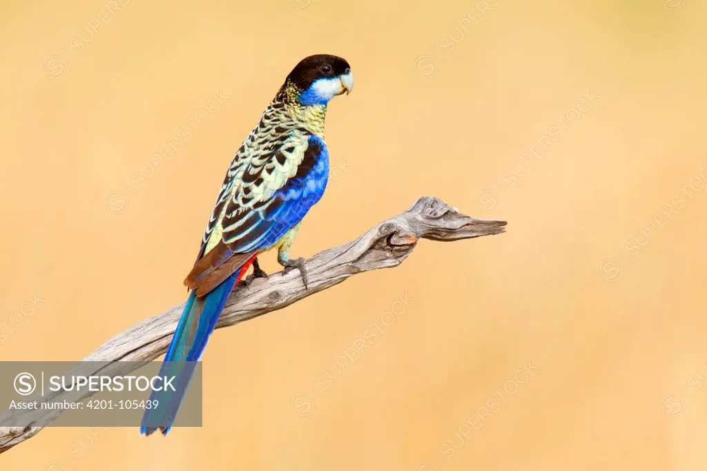 Northern Rosella (Platycercus venustus), Northern Territory, Australia