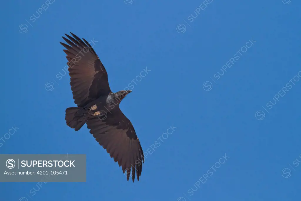 Fan-tailed Raven (Corvus rhipidurus), Oman