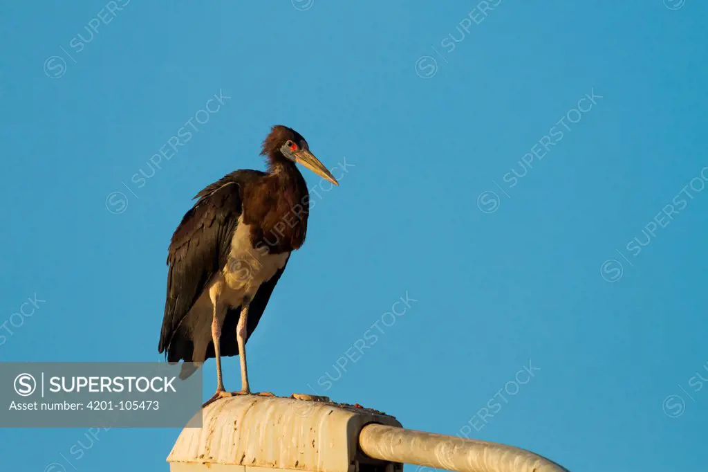 Abdim's Stork (Ciconia abdimii), Oman