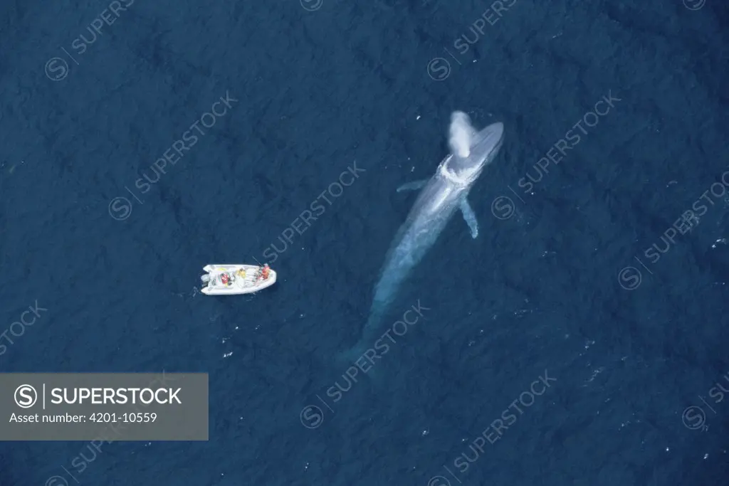 Blue Whale (Balaenoptera musculus) with researcher Bruce Mate on boat attempting to attach satellite tag, Santa Barbara, California