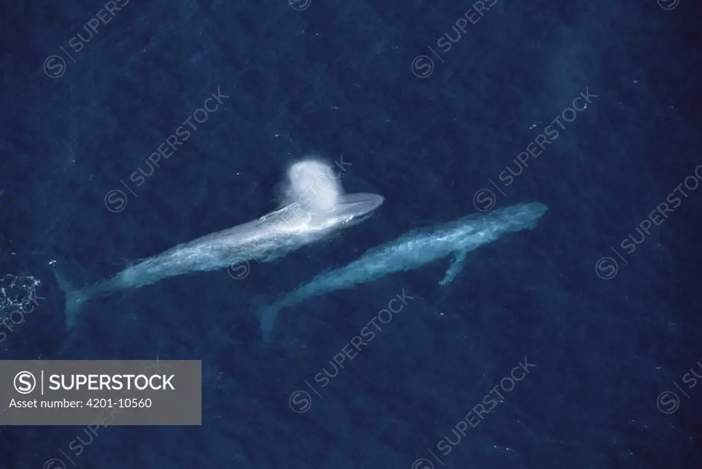 Blue Whale (Balaenoptera musculus) pair surfacing, Santa Barbara, California