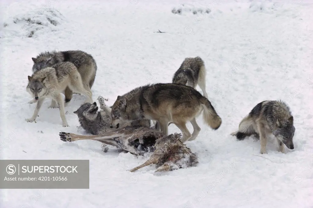Timber Wolf (Canis lupus) alpha male asserting dominance over another pack member at White-tailed Deer (Odocoileus virginianus) carcass, Minnesota