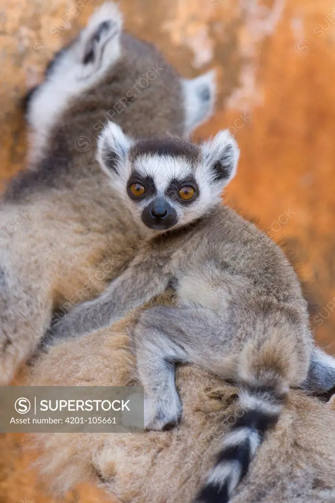 Ring-tailed Lemur (Lemur catta) baby at two or three weeks old, Berenty Private Reserve, Madagascar