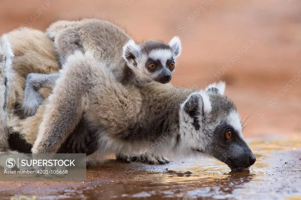 Ring-tailed Lemur (Lemur catta) mother drinking with baby on back, Berenty Private Reserve, Madagascar