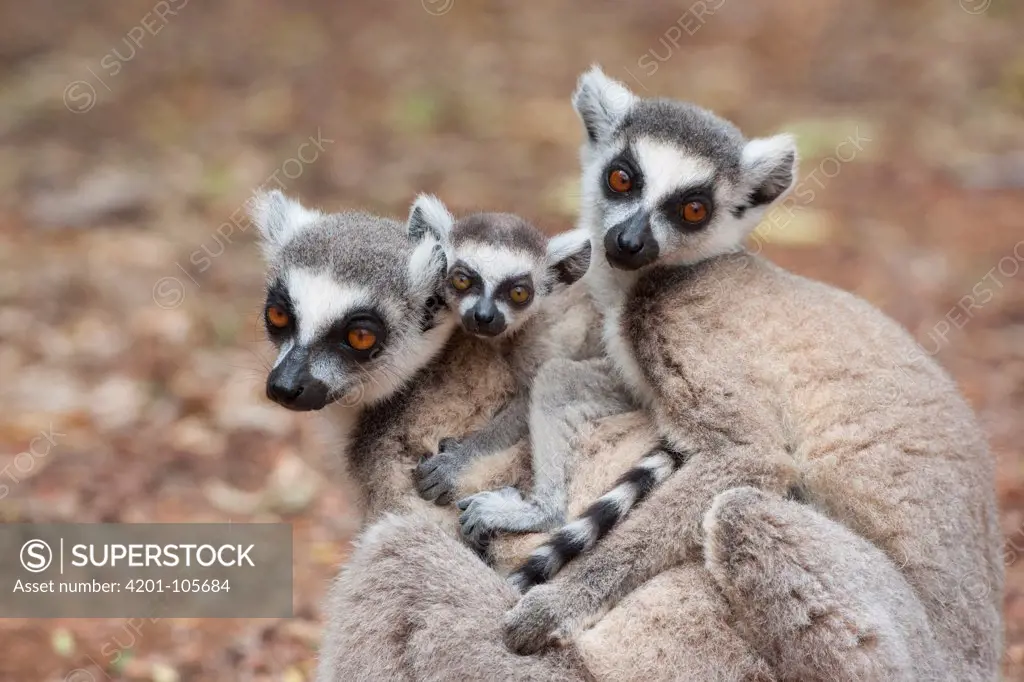 Ring-tailed Lemur (Lemur catta) mother and two-week-old baby huddling with another female, Berenty Private Reserve, Madagascar